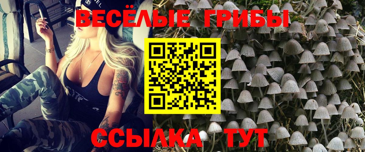 Псилоцибиновые грибы Psilocybine cubensis Долгопрудный